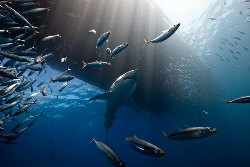 在墨西哥瓜达卢佩岛附近海域，成群大白鲨聚集在一起，集体捕食海狮。瓜达卢佩岛是观测这些大型海洋生物在自然状态下捕食情景的理想海域。摄影师：马克-赫纳尔。