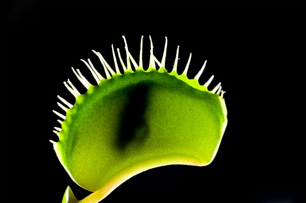 图中的捕蝇草（Venus flytrap，学名Dionaea muscipula）阖上叶片、包住猎物。摄影：ROBERT PICKETT, VISUALS UN