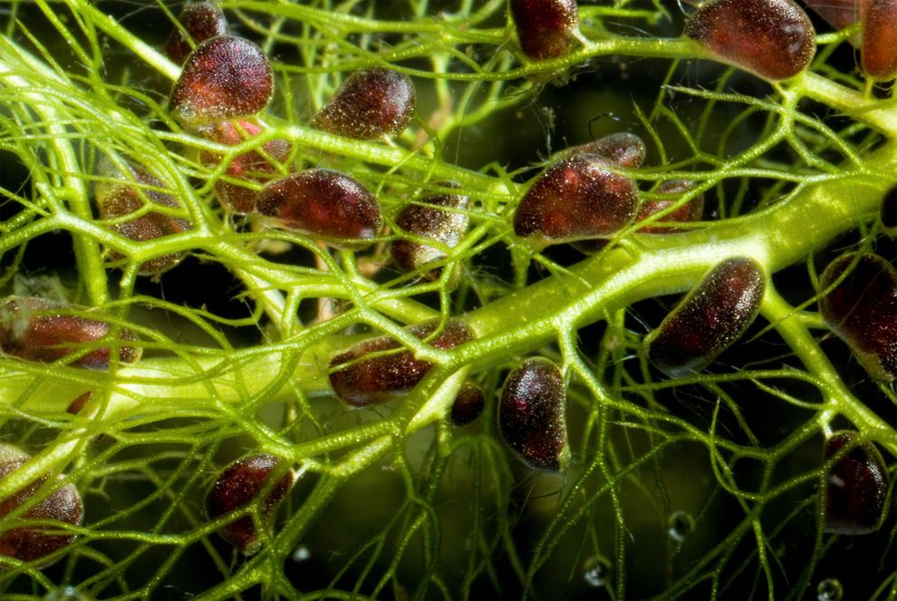 肉食植物双形花狸藻（Utricularia dimorphantha）以捕虫囊捕捉猎物。摄影：BARRY RICE, VISUALS UNLIMITED/COR