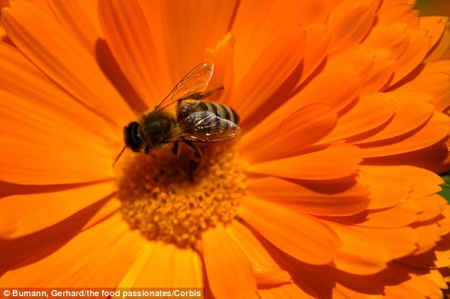 新研究发现气候变化可能破坏蜜蜂与植物之间的关系