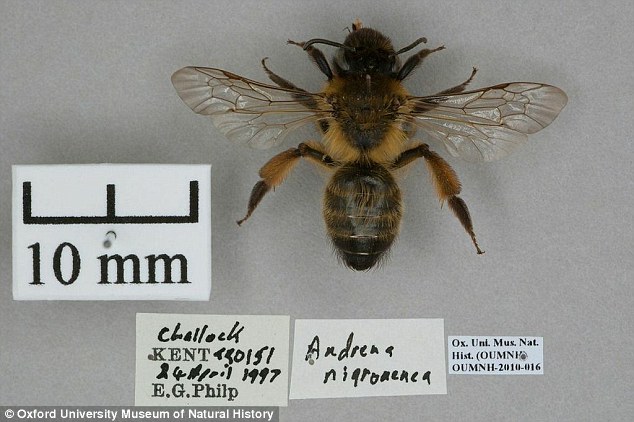 新研究发现气候变化可能破坏蜜蜂与植物之间的关系