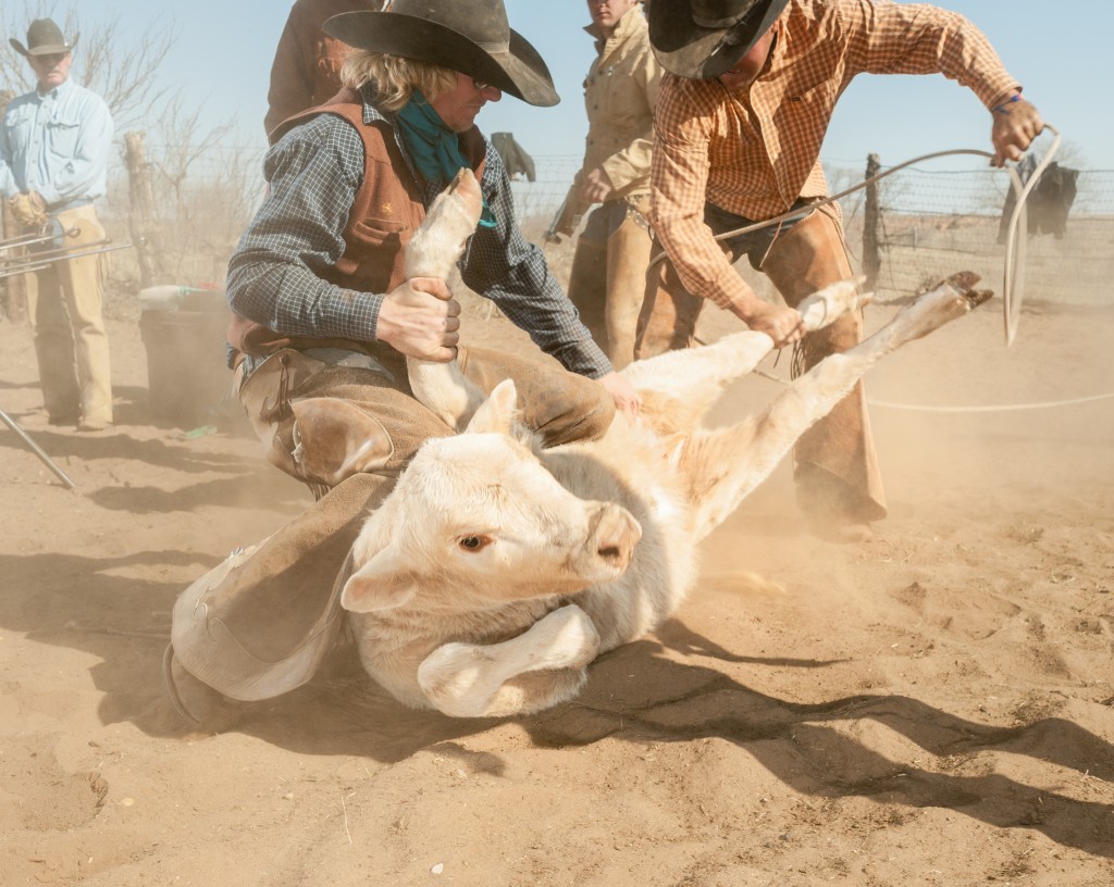 在美国德州阿马立罗东部的JA牧场上，牛仔准备为一个月大的小牛挂上标签并施打疫苗。创立于1876年的JA牧场是美国73万座母牛带犊饲育场之一。小牛通常出生于晚冬或