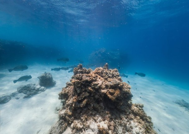 海底街景服务让用家安坐家中已可饱览海底珊瑚世界。