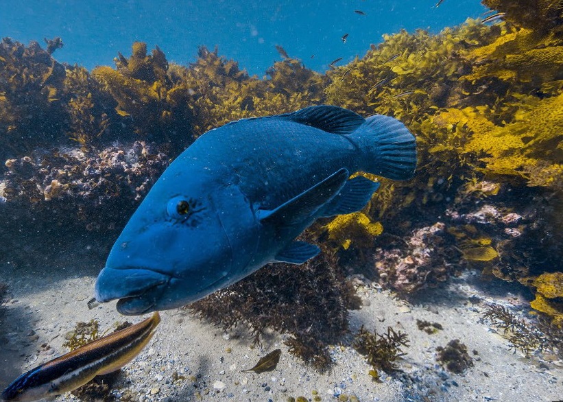 科研人员以特制相机拍摄海底360度全景，鱼儿畅泳亦拍得清楚。