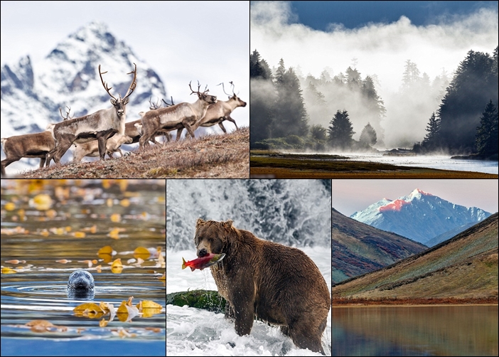 普洛登利用相机，拍下阿拉斯加自然界最美的一面。