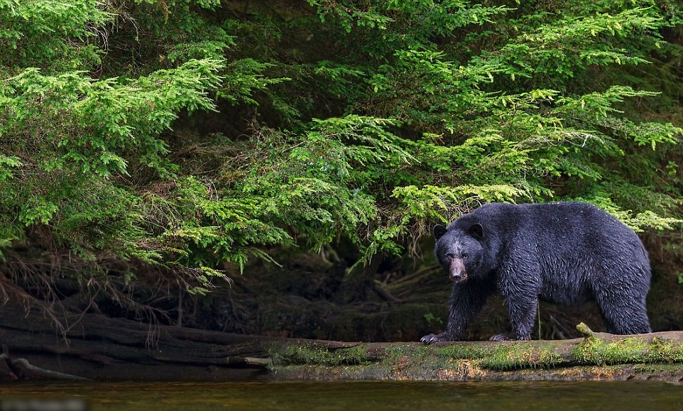 一只黑熊在森林中散步。