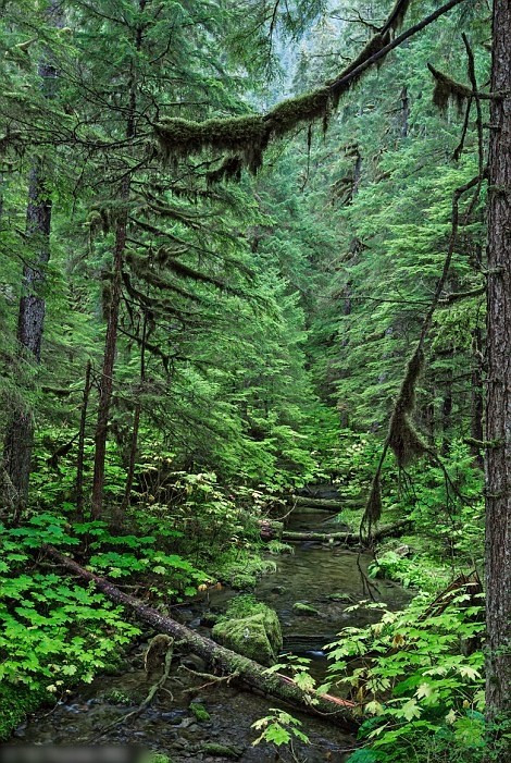 阿拉斯加的森林长有很多树木。
