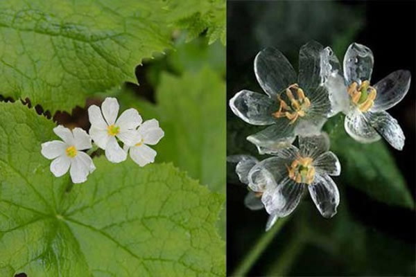 日本“山荷叶”淋雨后居然整朵花变得如水晶般透明