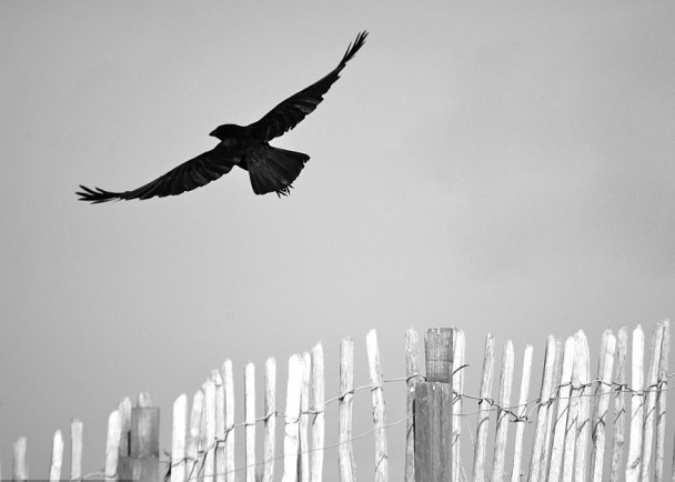 17岁苏格兰摄影师拍得乌鸦展翅飞翔一刻，荣获年度年轻摄影师之名衔。