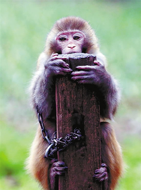 训练中不认真的猴子，老齐通常是冷处理，将它搁置一旁木桩上。时间长了，它们会发出悔改的叫声，引起老齐的注意。