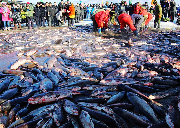 一年一度的查干湖举行传统冬季捕鱼活动今日正式拉开序幕