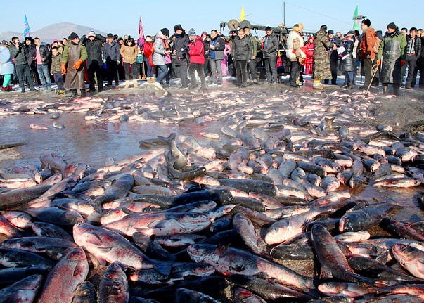 今日冬捕鱼获甚丰，湖面上布满了打捞而来的肥美鱼获。