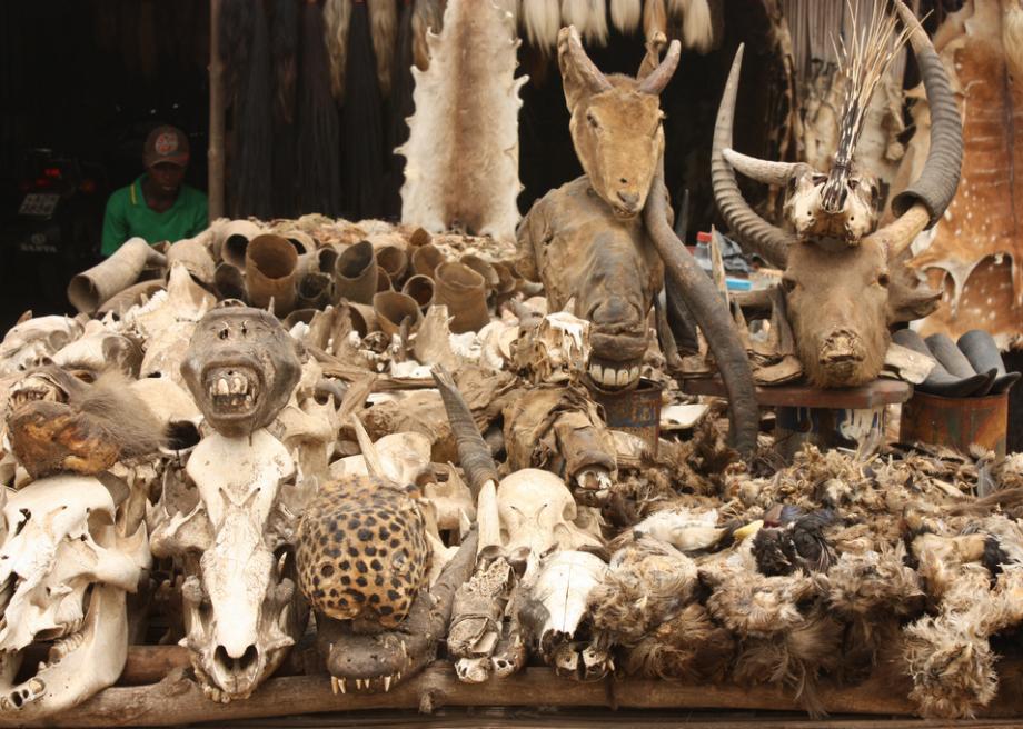 巫术市场所有巫术道具应有尽有，包括大量的动物尸骨残骸。