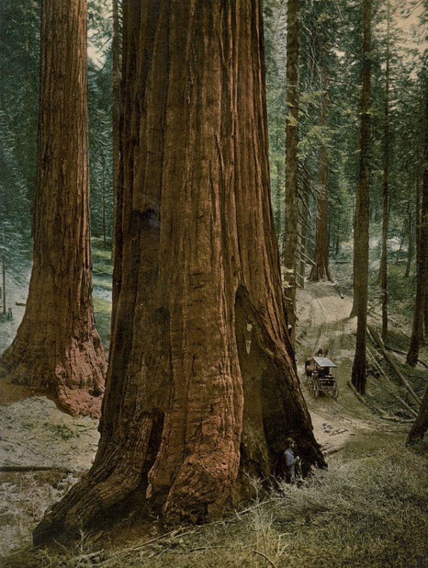 加州的森林生长茂盛