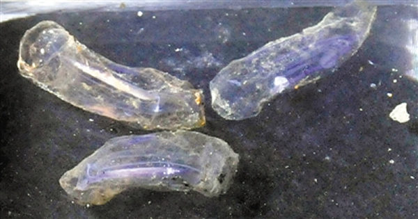 中国载人潜水器“蛟龙”号在西南印度洋龙旂热液区采集到神秘未知生物