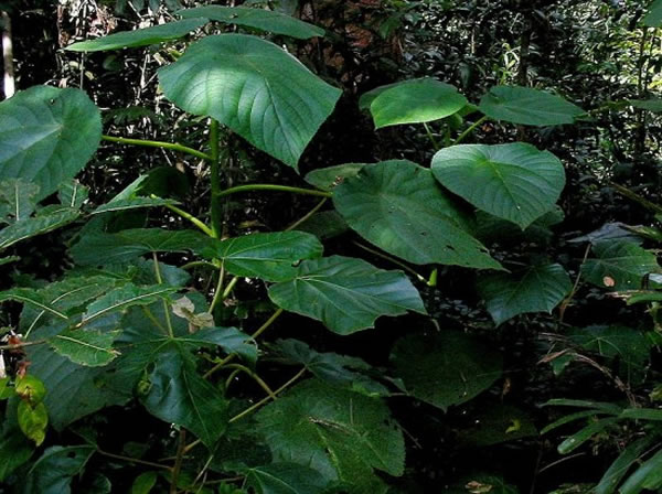 世界公认的毒树——长于澳洲东北部、印尼的金皮树