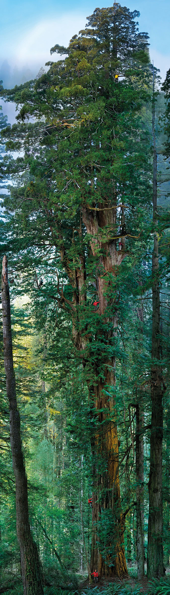 艾萨克·牛顿曾解释高大的树木如红杉是如何战胜地心引力并将水分运送到其叶子中