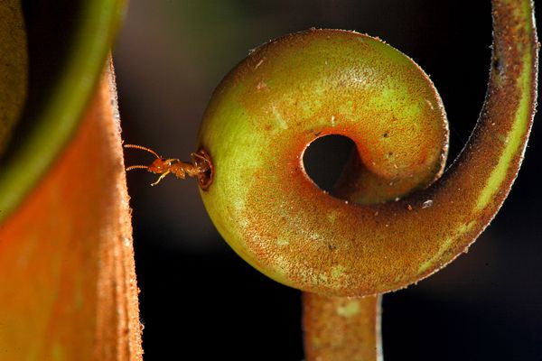 二齿猪笼草和巨山蚁有一种互惠关系：猪笼草捕虫笼的笼蔓为蚂蚁提供住处，蚂蚁则透过将笼内的大型昆虫处理掉，让笼中液体的化学成分保持平衡。 （Photograph b