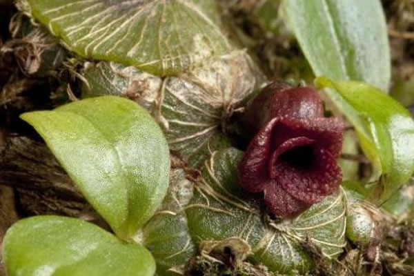 2月5日，英国皇家植物园（又称邱园）公布了一张拍摄于2014年11月27日的图片，展示了一种之前未被记录的兰花。这株兰花属于盾柄兰属（Porpax），种植在皇家