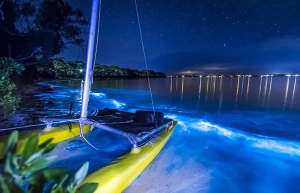澳大利亚新南威尔士州南海岸杰维斯湾海湾被大量蓝色荧光海藻点亮