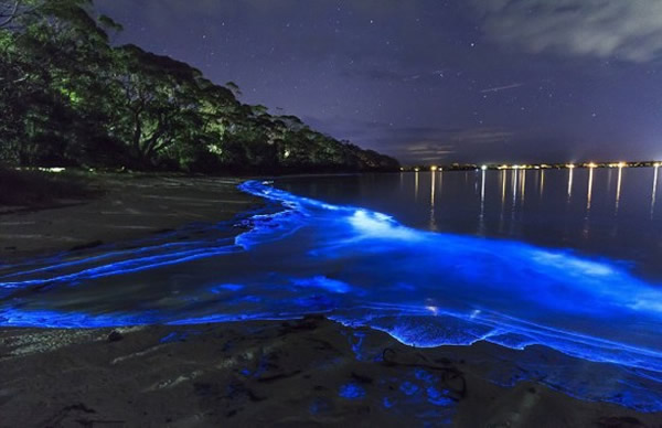 澳大利亚新南威尔士州南海岸杰维斯湾海湾被大量蓝色荧光海藻点亮