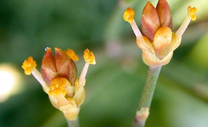 植物版狼人“Ephedra foeminea”：满月时分泌花蜜吸引传粉昆虫