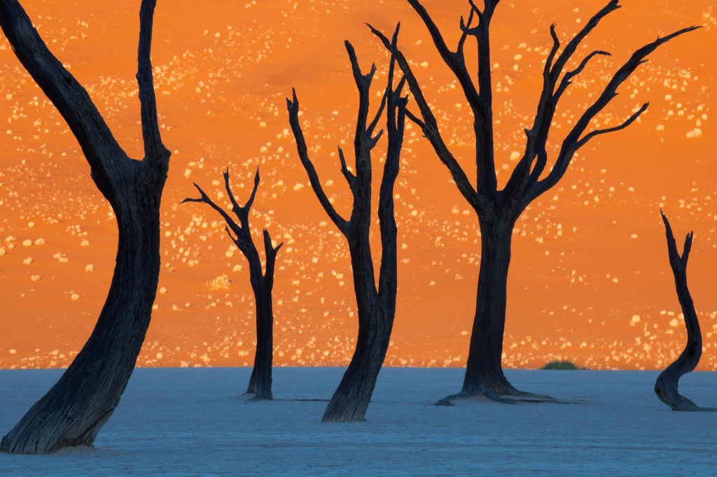这或许看似一幅画，但其实并不是：照片中对比的颜色、相机的角度，以及宛如图画的相思树都能骗过肉眼。这张照片在2009年摄于纳米比亚的纳米布－诺克卢福国家公园。