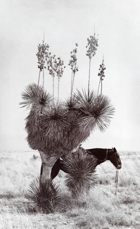 在美国新墨西哥州的土拉罗沙沙漠，一匹马伫立在一棵丝兰树旁。这张照片刊登于1904年的某一期《国家地理》杂志。