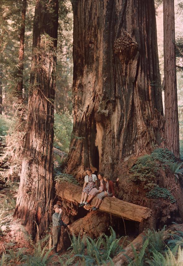 「这种中空的红木称为『鹅栏』，」1939年刊登于《国家地理》杂志的这张照片图说如此解释。这个名称与美国拓荒者当初把鹅养在像这样的空心树干中有关。图中这颗树位于加