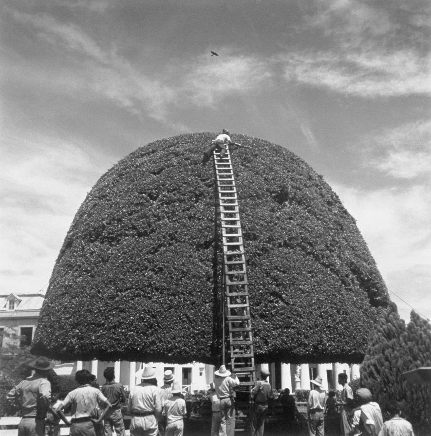 这颗茂盛的大树其实是一种无花果树。在这张于1944年刊登在《国家地理》杂志的照片中，它正在接受两个月一次的修剪。（Photograph by Luis Mard