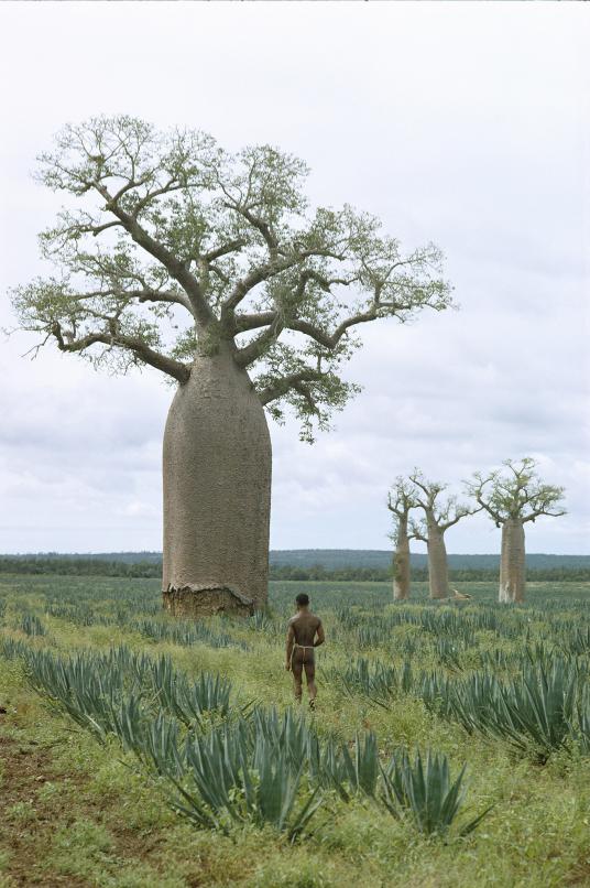 在马达加斯加，一名男子走向一棵猴面包树，这种树也被称为「水瓶树」。猴面包树的树干通常因为充满水分而显得很粗大，能帮助整棵树度过干旱。（Photograph by