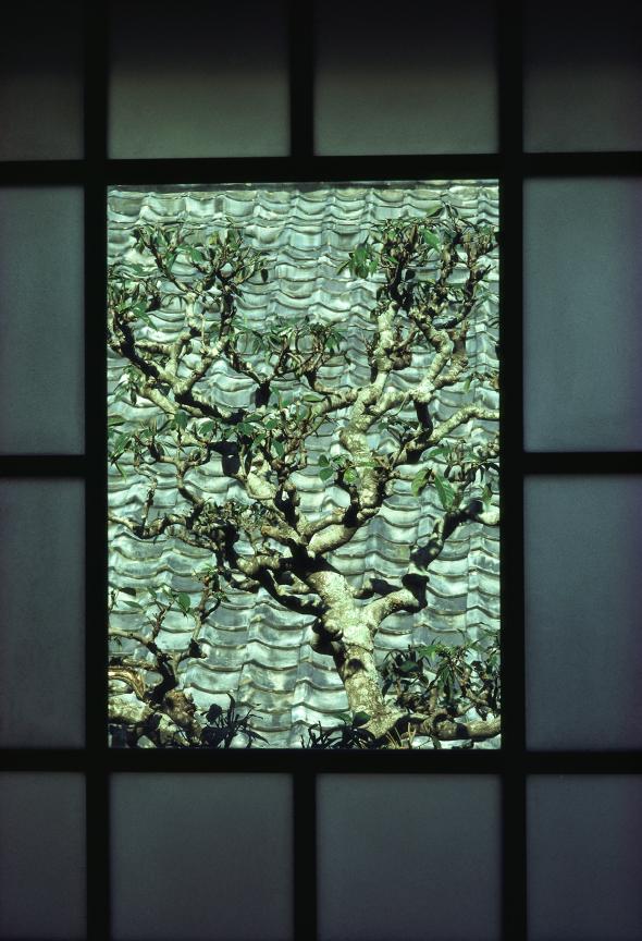 在日本本州的萩市，一扇窗户宛如框住了庭院中的一棵树。这张照片于1984年刊登在《国家地理》杂志中。（Photograph by Sam Abell, Natio