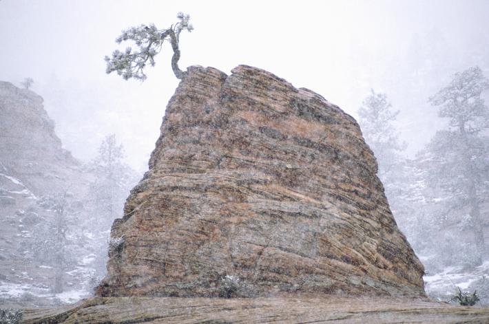 大雪飘落在美国犹他州锡安国家公园里，一棵因为长年风吹而扭曲的树上。（Photograph by Sam Abell, National Geographic）