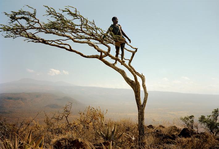 在坦桑尼亚,一个哈扎人从这颗被风吹歪的树上搜寻猎物。哈札族是一个靠狩猎采集为生的族群。（Photograph by Martin Schoeller, Nati