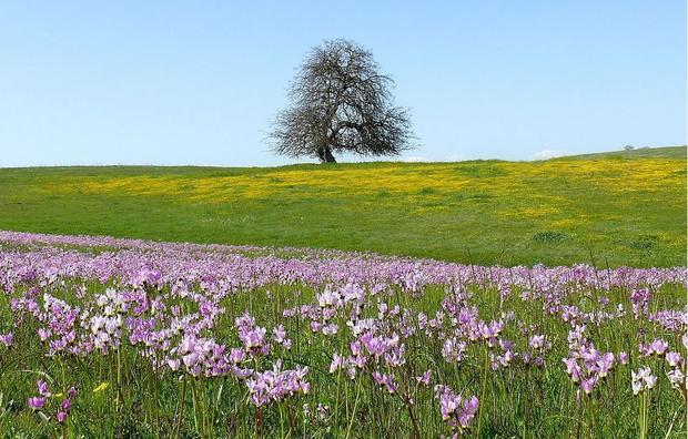 美国加利福尼亚一处草原的植物物种流失与气候干燥性的不断增加有关