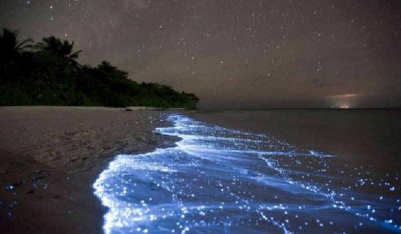 长14公里的日本富山湾海岸线被荧光闪闪的蓝光点亮