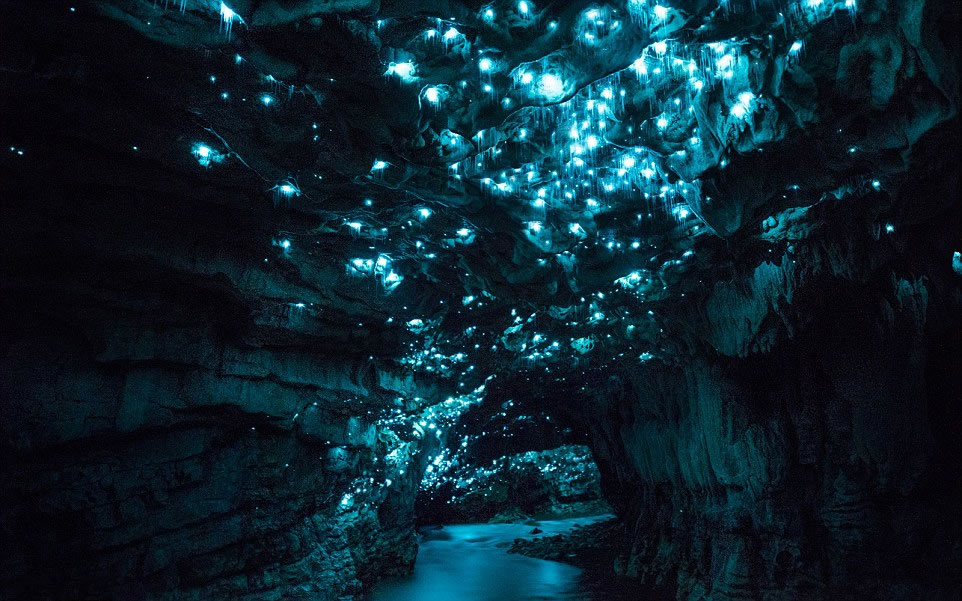 来自新西兰奥克兰的新媒体艺术家约瑟夫·迈克尔（Joseph Michael）日前在新西兰北岛的一处石灰岩洞穴里拍摄到众多萤火虫。在漆黑洞穴中飞舞的成千上万只萤火