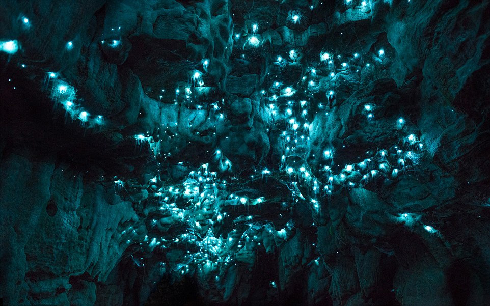 约瑟夫·迈克尔（Joseph Michael）日前在新西兰北岛的一处石灰岩洞穴里拍摄到众多萤火虫