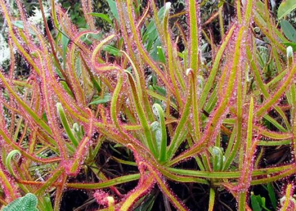 德国专家凭在facebook看到的这张照片，发现新品种植物drosera magnifica。