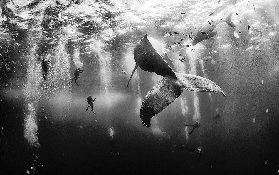第27届国家地理旅行者摄影大赛一等奖：这头座头鲸及其刚出生的孩子正在墨西哥雷维拉吉杰杜的罗卡帕蒂达岛（Roca Partida Island）附近的海域游弋。这