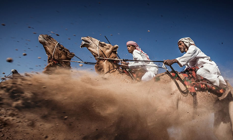 国家地理旅行者摄影大赛三等奖：在阿曼，这种传统的骆驼比赛被称为Camel Ardah。比赛期间，两头骆驼被专人控制，跑得更快的骆驼被判为失败者，所以它们必须以相