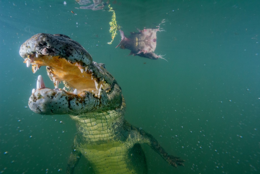 在南岛附近，一只好奇的鳄鱼察看着一台遥控相机。图尔卡纳湖有全世界最大的鳄鱼群体。 1960年代时，生物学家估计当地光是尼罗鳄就有1万4000只，但在那之后就少有