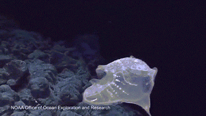 “深海发现”号发回的图像和视频显示，在夏威夷海岸附近海域的洋底，那里有各种奇形怪状的海底地形地貌和怪异的深海生物。