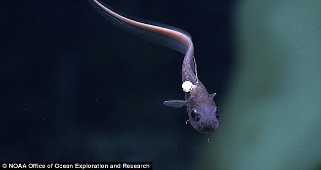这种深海鱼可能属于长尾鳕科，本图由“深海发现”号相机拍摄于水面之下1814米。在深海鱼的身上还附着一种寄生等脚类动物。