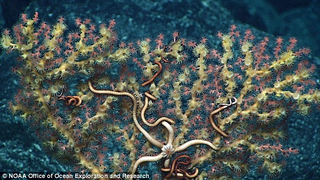 在帕哈瑙莫夸基亚国家海洋保护区洋底，“深海发现”号发现了许多珊瑚和海绵新物种。本图显示，一条海蛇尾与珊瑚共生。
