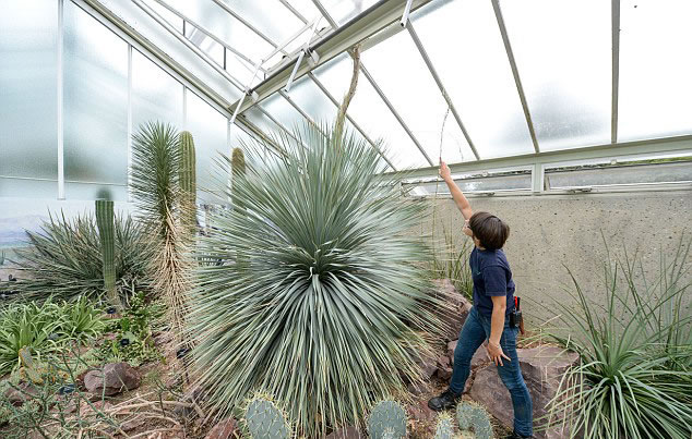 英国皇家植物园龙舌兰的花穗一夜间长高46厘米
