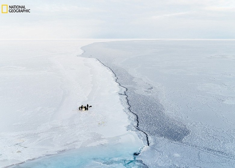 美国摄影师史特森（Brian Stetson）拍摄的照片，一群皇帝企鹅北冰洋的结冰海面上踽踽步行。