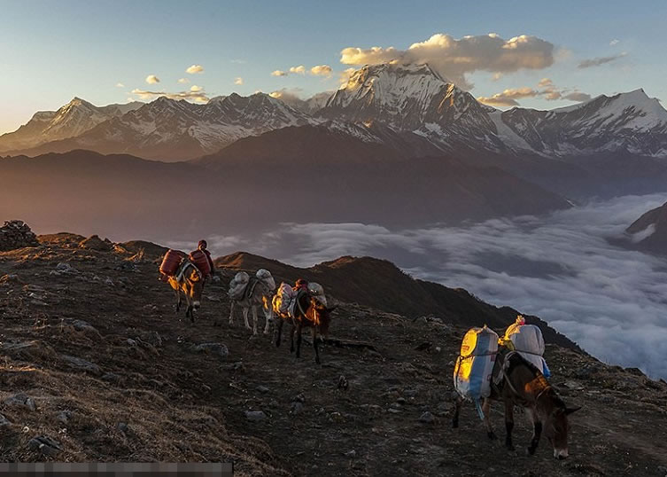 澳洲摄影师阿迪布拉诺托（Jonathan Abdipranoto）拍摄尼泊尔脚夫在日落时，驱骡登山的情形，一片苍茫。