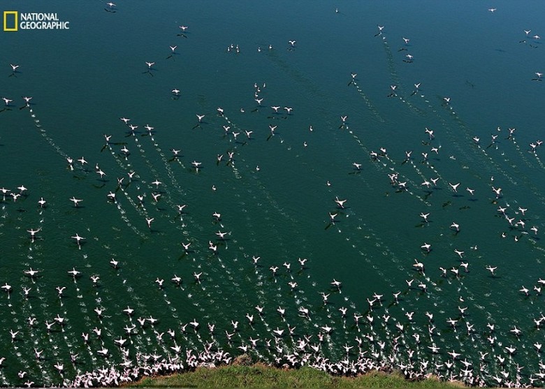 中国摄影师喻惠平从高空拍下一群红鹤，逍遥自在地在海面上飞翔。