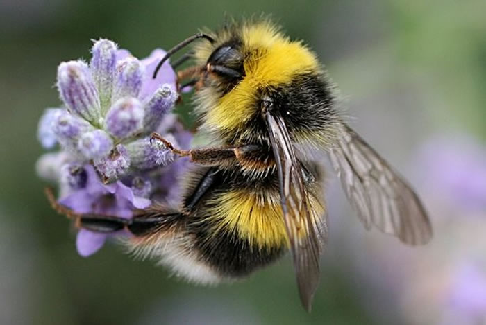 研究显示咖啡因能够吸引蜜蜂，或是植物寻求它们散播花粉的策略。